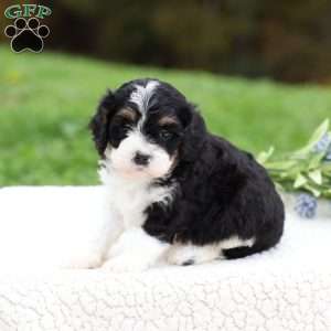 Copy of Miles, Cavapoo Puppy